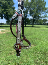 Silver Mesa Horse Size Show Halter